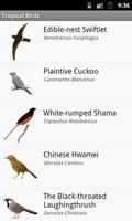 Tropical Birds poster