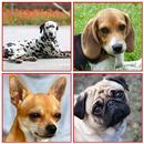 Guess The Dog Breed Game APK