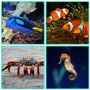 Guess The Sea Animal Game APK