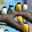 Happy Birds Photos App