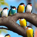 Happy Birds Photos App APK