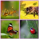 Guess The Insect Game APK
