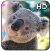Cute Koala Wallpaper