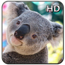 Cute Koala Wallpaper APK