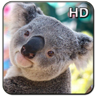 Cute Koala Wallpaper أيقونة