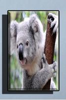 Cute Koala Wallpaper تصوير الشاشة 2