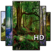 Forest Wallpaper HD