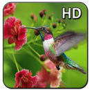 Hummingbird Wallpapers APK