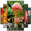 Mushroom Wallpaper HD