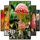 Mushroom Wallpaper HD أيقونة