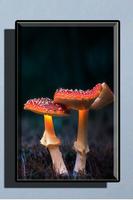 Mushroom Wallpaper HD الملصق