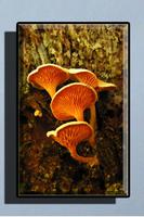 Mushroom Wallpaper HD تصوير الشاشة 1
