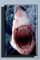 Shark Wallpaper HD الملصق