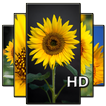 Sunflower Wallpaper HD full offline