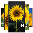 Sunflower Wallpaper HD full offline APK