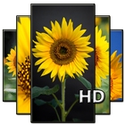 Sunflower Wallpaper HD أيقونة