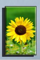 Sunflower Wallpaper HD تصوير الشاشة 3