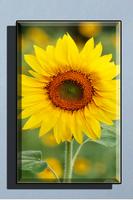 Sunflower Wallpaper HD تصوير الشاشة 1