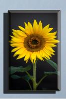 Sunflower Wallpaper HD تصوير الشاشة 2