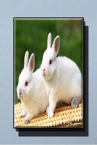 Rabbit Wallpaper Hd 4k For Android Apk Download
