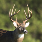Whitetail Deer Calls Pro आइकन
