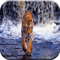 Tigre papéis de parede