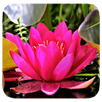 Lotus APK