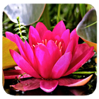 Lotus иконка