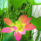 Liên Hoa biểu tượng