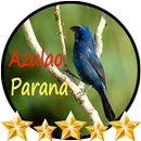 Azulão Canto Paraná Puro APK