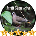 Canto Juriti Gemedeira icon