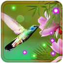 Colibri Flowers LWP aplikacja