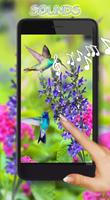 Poster Colibri LWP