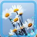 Camomile n Daisy