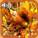 Autumn Squirrels Wallpaper APK