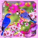 Beauty Birds APK