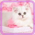 Glamour Kitty