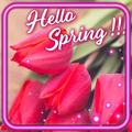Greetings Spring