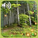 Forest Songs Live Wallpaper APK