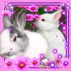 Funny Bunnies آئیکن