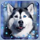 Husky Dogs Live Wallpaper APK