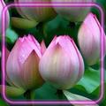 Lake Lilies