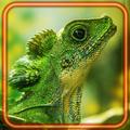 Lizards Tropical