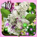 Lilac Purple n White APK