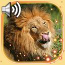 Lion Live Wallpaper APK