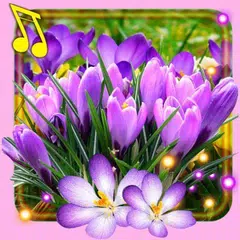Spring Crocus Snow