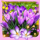 Spring Crocus Snow simgesi