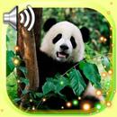 Panda Bear Live Wallpaper APK