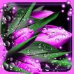 Tulips Dew Drops LWP