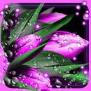 Tulips Dew Drops LWP APK